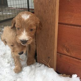 "You God First!" Goldendoodle Puppies from Brashears Livestock and Dogs