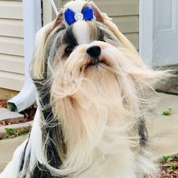 Nathan - Biewer Terrier