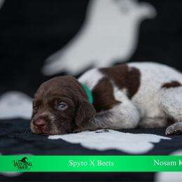 Hex - Liver roan female German Shorthaired Pointer puppy in Greensburg, Kentucky from Nosam Kennels- Hungarian Vizslas, and German Shorthairs Located in Kentucky