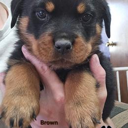 Brown - Black and mahogany male Rottweiler puppy in Tangent, Oregon from Raya's Royals