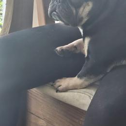 Cece - French Bulldog