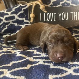 Bailey - Chocolate and tan female Dachshund puppy in Sharon Springs, New York from Show Us The Way Homestead