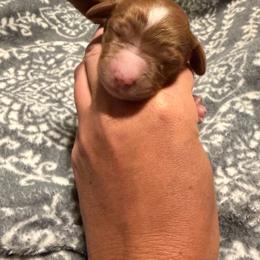 Blaze - Red female Cavapoo puppy in Redding, California from Lipscomb Doodles