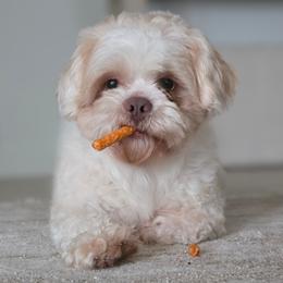 Benji - Shih Tzu