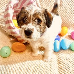 Violet - White and tan female Russell Terrier puppy in Burns, Tennessee from Terrier Town of Tennessee