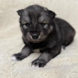 Hippo - Agouti and white male Siberian Husky puppy in London, Ohio from Rose Trail Siberian’s