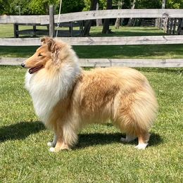 Bettie - Collie