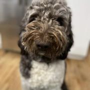 Assorted Doodle Crosses and Newfypoo All Grown Up from Hidden Haven Poodles and Doodles