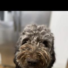 Assorted Doodle Crosses and Newfypoo All Grown Up from Hidden Haven Poodles and Doodles