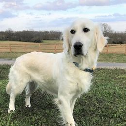Opal - Golden Retriever