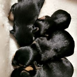Yorkshire Terrier Puppies from Jazmin Petruchik