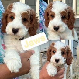 Jaws - Parti male Goldendoodle puppy in Sioux Falls, South Dakota from Dolly's Doodles