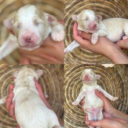 Gio - Yellow and white male Bernedoodle puppy in Yuciapa, California from AlltheDoodlez_