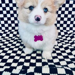 American Corgi and Pembroke Welsh Corgi Puppies from Witch Creek Corgis