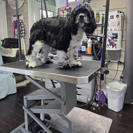 Cocker Spaniel All Grown Up from Laureen's Cocker Spaniels