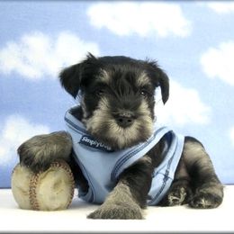 Miniature Schnauzer Puppies from Kindred’s Classic Miniature Schnauzers