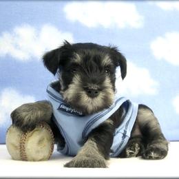 Miniature Schnauzer Puppies from Kindred’s Classic Miniature Schnauzers