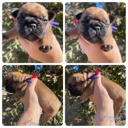 Beautiful Red Fawn Adaline female - Fawn and white female French Bulldog puppy in Spanaway, Washington from Beloved Frenchies