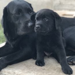 Labrador Retriever Puppies from Shadybry Labradors