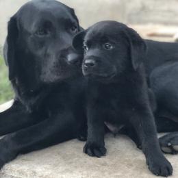 Labrador Retriever Puppies from Shadybry Labradors