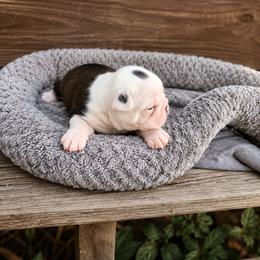 Chanel - Black brindle and white female Boston Terrier puppy in Portland, Indiana from 8 Bar M Ranch LLC.