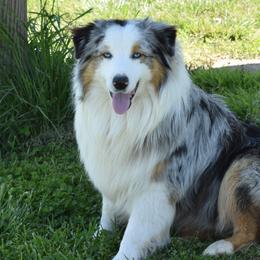 Gus - Australian Shepherd