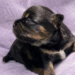 Female 1 - Dark Traditional - Black and tan female Yorkshire Terrier puppy in Phil Campbell, Alabama from MagnoliaYorkies