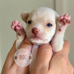 Ember - Cream female Chihuahua puppy in Forsyth, Georgia from Brooks Grove Canines LLC
