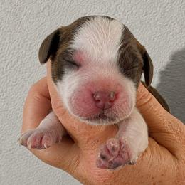 Prince - Liver white and roan male English Springer Spaniel puppy in Fort White, Florida from Thunderbird Springers