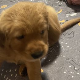 Boy 3 - Dark golden Golden Retriever puppy in Kentucky from Schueller's Golden Retrievers