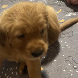 Boy 3 - Dark golden Golden Retriever puppy in Kentucky from Schueller's Golden Retrievers