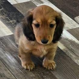 Ariel 2,900 - Red female Dachshund puppy in Tonopah, Arizona from Desert Diamond Dachshunds