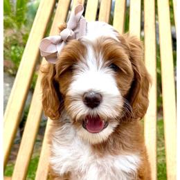 Roo - Red female Australian Labradoodle puppy in Upland, California from Kings Labradoodles