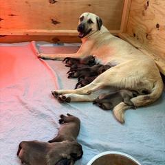 Purple - Fawn female Anatolian Shepherd Dog puppy in Liberty, North Carolina from Harris' Anatolian Livestock Guardian Dogs