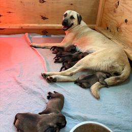 Purple - Fawn female Anatolian Shepherd Dog puppy in Liberty, North Carolina from Harris' Anatolian Livestock Guardian Dogs