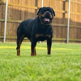 Kota - Rottweiler