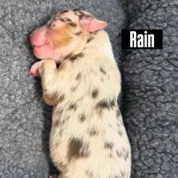Rain - Red merle female Miniature American Shepherd puppy in Tucson, Arizona from Outlaw Minis