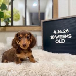 Brownie - Chocolate and tan male Dachshund puppy in Goodyear, Arizona from AZ Low Life Doxies