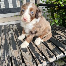 Zoey - Tri-color female Bernedoodle puppy in Holtwood, Pennsylvania from Country Ridge Puppies