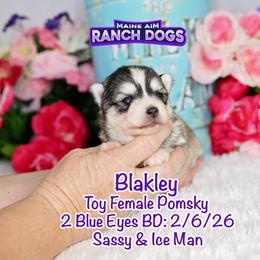 Blakley - Silver and white female Pomsky puppy in Humeston, Iowa from M.A.R. Dogs