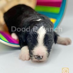 Aussiedoodle and Bordoodle Puppies from Dood B Ranch Doodles