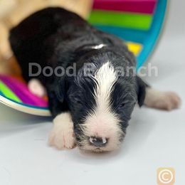 Aussiedoodle and Bordoodle Puppies from Dood B Ranch Doodles