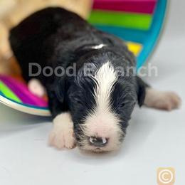 Aussiedoodle and Bordoodle Puppies from Dood B Ranch Doodles