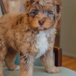 Marina - Brown merle female Aussiedoodle puppy in Mountain Home, Arkansas from Amos and Oak Doodles