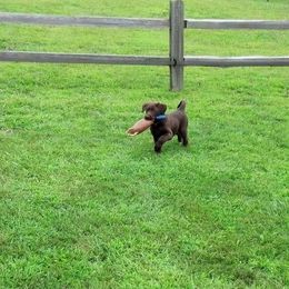 Labrador Retriever Puppies from Harvest Moon Farm