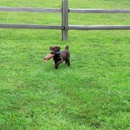 Labrador Retriever Puppies from Harvest Moon Farm