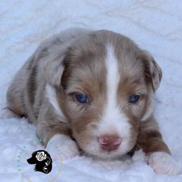 Colonel Mustard - Red merle male Toy Australian Shepherd puppy in Lowgap, North Carolina from Ramblin’ Rose Mini's