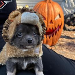 Ghost - Blue male Chihuahua puppy in Gloucester, Virginia from Charlotte's Web of Chihuahuas