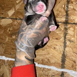 Boy 2 - Black and white male Siberian Husky puppy in Uhland, Texas from Siberian Huskies