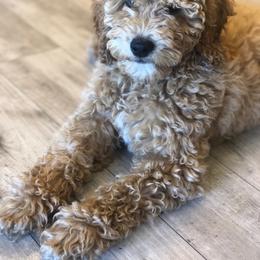 Goldendoodle Puppies from Dashing Doodle Pups